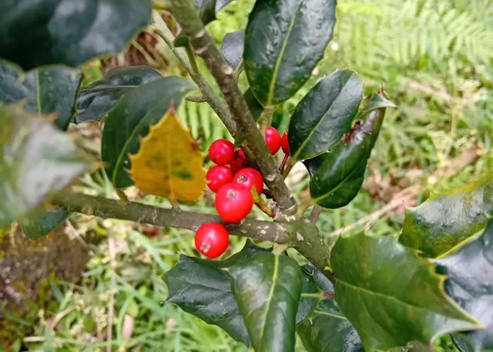 Quinta Do Chao Do Vale Sever do Vouga