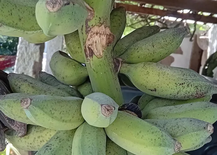 Quinta Do Chao Do Vale *