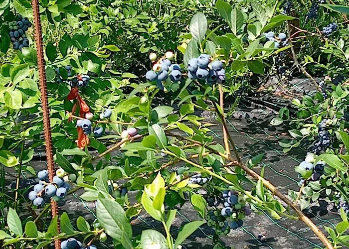 Semesterbostad Quinta Do Chao Do Vale